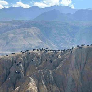 Upper-mustang-yak