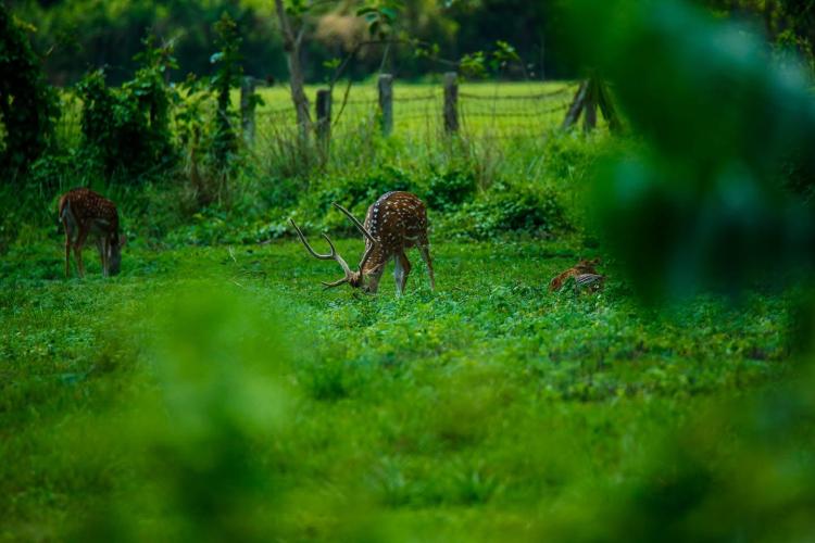 jungle-safari-national-parks 