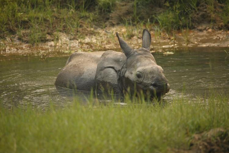One-Horned-Rhino 
