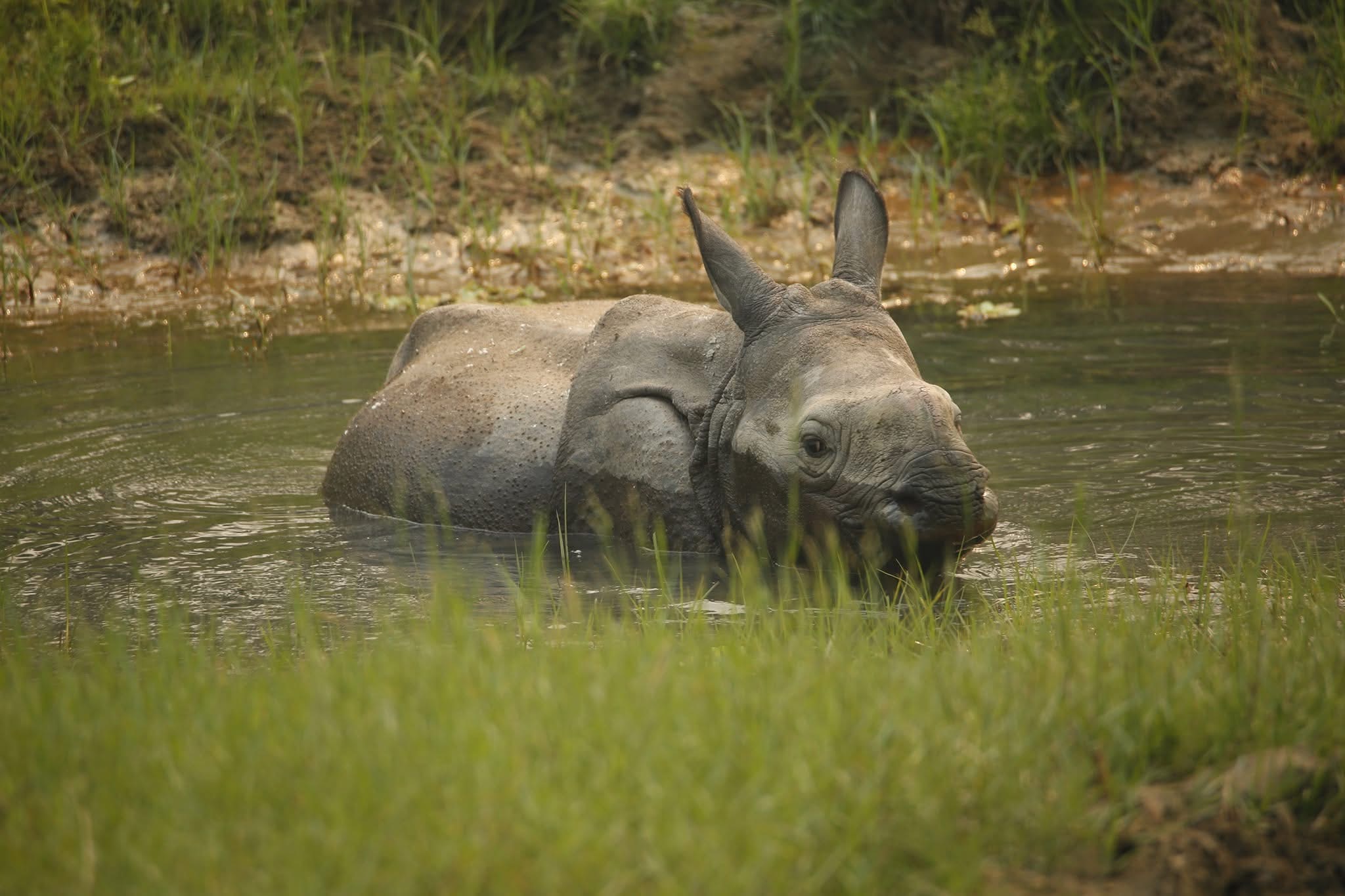 One-Horned-Rhino 