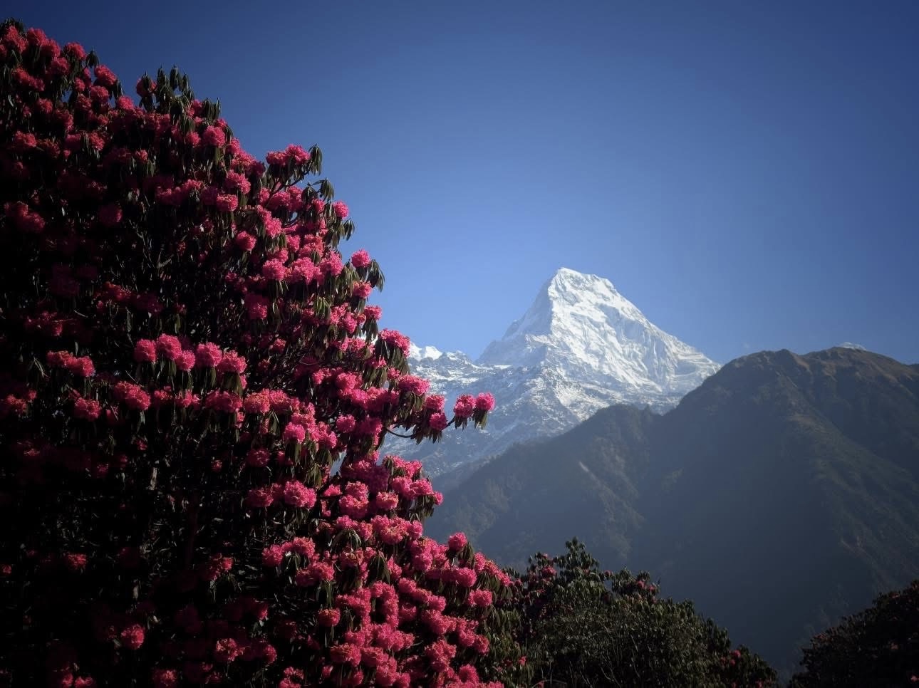 Ghorepani .jpg 
