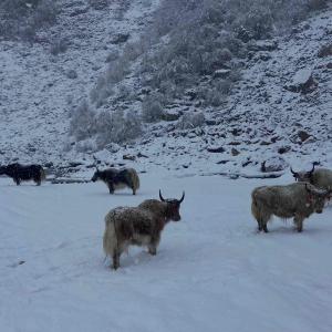 Mountain Yak 