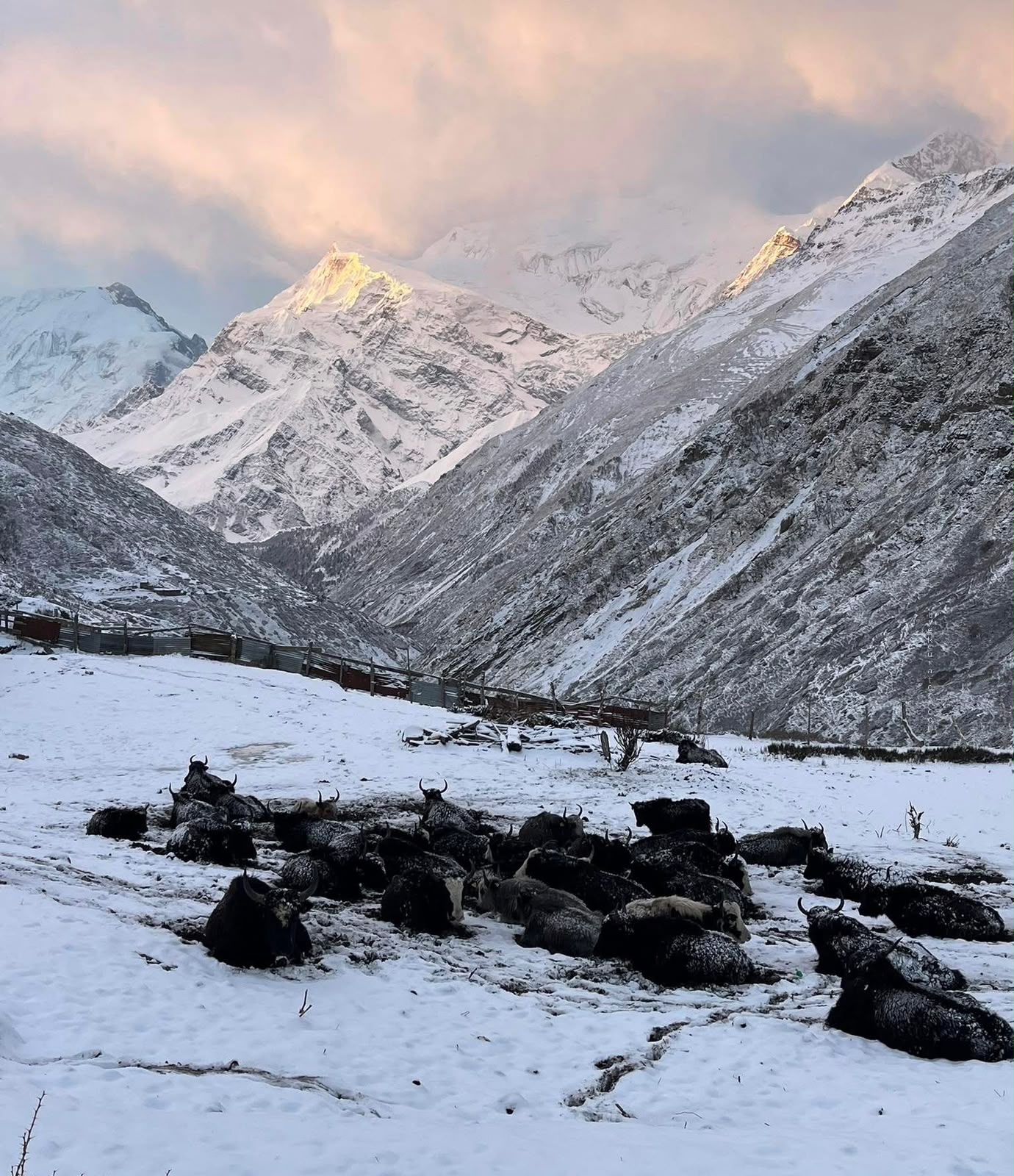 Yak Kharka manang .JPG 